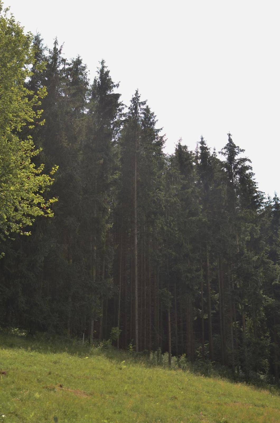 Treehouse Velke Losiny Luaran gambar
